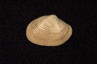 藏品(大橫簾蛤)的圖片